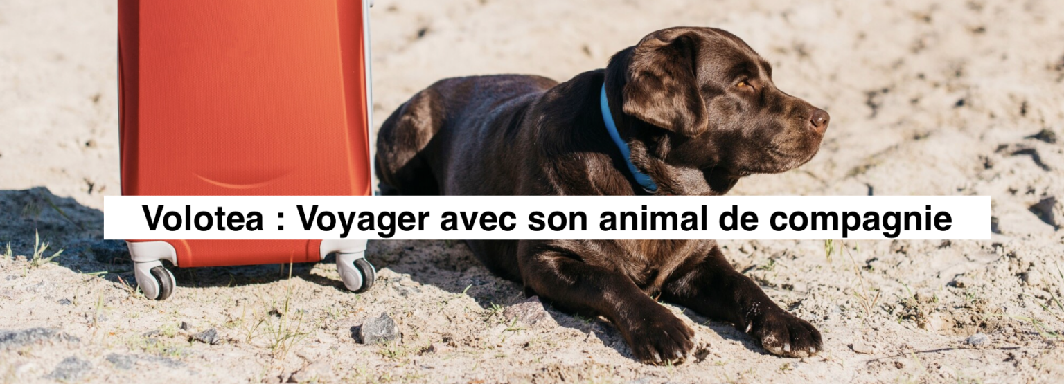 Le Transport de vos Animaux avec Volotea - Tarifs, Conditions et Conseils